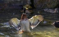 Tiere, Vögel - Gänsevögel  Stockente_Anas platyrhynchos_Mallard 15.JPG