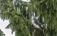 Tiere, Vögel - Greifvögel Habicht_Accipiter gentilis_ Northern Goshawk 04.JPG
