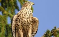 Tiere, Vögel - Greifvögel Mäusebussard_Buteo buteo_Common Buzzard 02.JPG