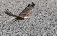 Tiere, Vögel - Greifvögel Weißkopfseeadler_Haliaeetus leucocephalus_Bald Eagle 16.JPG