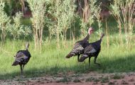 Tiere, Vögel - Hühnervögel Truthuhn_Meleagris gallopavo_Wild Turkey 05.JPG