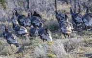Tiere, Vögel - Hühnervögel Truthuhn_Meleagris gallopavo_Wild Turkey 07.JPG