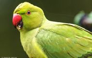 Tiere, Vögel - Papageien  Halsbandsittich_Psittacula krameri_Rose Ringed Parakeet 03.JPG