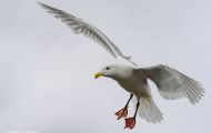 Tiere, Vögel - Regenpfeiferartige Vögel  Beringmöwe_Larus glaucescens_Glaucous-winged Gull 04.JPG