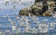 Tiere, Vögel - Regenpfeiferartige Vögel  Dreizehenmöwe_Rissa tridactyla_Black-legged Kittiwake 10.JPG