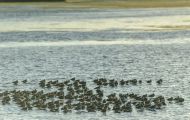 Tiere, Vögel - Regenpfeiferartige Vögel  Schlammtreter_Catoptrophorus semipalmatus_Willet 02.JPG