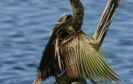 Tiere, Vögel - Ruderfüßer  Amerikanischer Schlangenhalsvogel_Anhinga anhinga_Anhinga 05.JPG