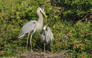 Tiere, Vögel - Ruderfüßer  Kanadareiher_Ardea herodias_Great Blue Heron 04.JPG