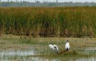 Tiere, Vögel - Schreit- und Storchenvögel  Waldstorch_Mycteria americana_Wood Stork 04.JPG