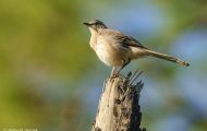 Tiere, Vögel - Schreivögel  Gartentyrann_Empidonax minimus_Least Flycatcher 01.JPG