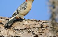 Tiere, Vögel - Spechtvögel  Carolina-Specht_Melanerpes carolinus_Red-Bellied Woodpecker 03.JPG