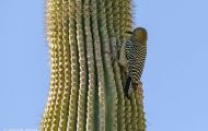 Tiere, Vögel - Spechtvögel  Gilaspecht_Melanerpes uropygialis_Gila Woodpecker 02.JPG