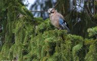 Tiere, Vögel - Sperlingsvögel  Eichelhäher_Garrulus glandarius_ Eurasian Jay 05.JPG