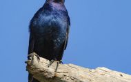 Tiere, Vögel - Sperlingsvögel  Fischkrähe_Corvus ossifragus_Fish Crow 02.JPG
