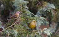 Tiere, Vögel - Sperlingsvögel  Grünfink_Carduelis chloris_Western Greenfinch 03.JPG