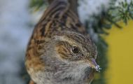 Tiere, Vögel - Sperlingsvögel  Heckenbraunelle_Prunella modularis_Hedge Warbler 02.JPG