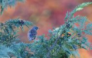 Tiere, Vögel - Sperlingsvögel  Heckenbraunelle_Prunella modularis_Hedge Warbler 04.JPG