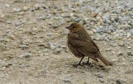 Tiere, Vögel - Sperlingsvögel  Olivrückenammer_Arremonops rufivirgatus_Olive Sparrow 05.JPG