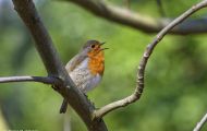 Tiere, Vögel - Sperlingsvögel  Rotkehlchen_Erithacus rubecula_European Robin 04.JPG