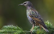 Tiere, Vögel - Sperlingsvögel  Star_Sturnus vulgaris_Common Starling 13.JPG