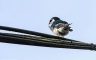 Tiere, Vögel - Sperlingsvögel  Veilchenschwalbe_Tachycineta thalassina_Violet-green Swallow 03.JPG