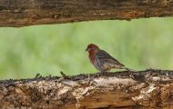 Tiere, Vögel - Sperlingsvögel  Zinobertangar_Piranga flava_Hepatic Tanager 02.JPG