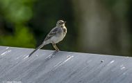 Tiere, Voegel - Sperlingsvoegel Gartengrasmuecke_Sylvia borin_Garden Warbler 08.JPG