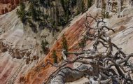 Utah, Canyon Country - Cedar Breaks National Monument 07.JPG