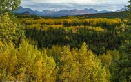 Wälder, Nadel & Mischwald - USA Alaska, Nadel & Mischwald 02.JPG