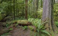 Wälder, Regenwald - Kanada  British Columbia, gemäßgter Regenwald 09.JPG