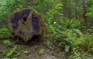 Wälder, Regenwald - Kanada  British Columbia, gemäßgter Regenwald 11.JPG
