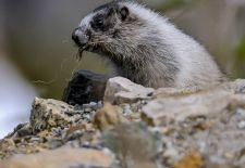 Marmots - Cute and Curious / Hoary marmot