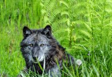 Timberwolf