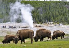 Bisons of North America - Bison herd with Geysir, Yellowstone National Park