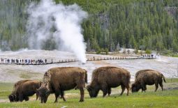 Der nordamerikanische Bison - Grasende Bisons im Yellowstone National Park vor Geysir