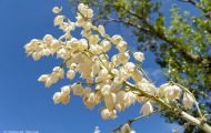 Agaven & Kakteen, Agaven  - Yucca  Seifenbaum Yucca 05.JPG