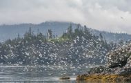 Alaska, Southcentral - Seward  Resurrection Bay 03.JPG