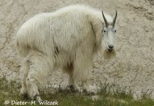 Alaskas Tierwelt - Artenvielfalt im hohen Norden - Schneeziege.JPG