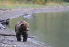Alaskas Tierwelt - Paradies im Norden - Braunbaer.JPG