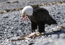 Alaskas Tierwelt - Paradies im Norden - Weisskopfseeadler mit Beute.JPG