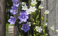 Blumenwiese 22.JPG