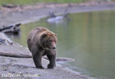 Braunbären in Alaska - Brooks Lake  Katmai Nat'l. Park.JPG