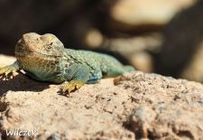 Death Valley - Ein Halsbandleguan beim Sonnenbad.JPG