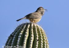 Flora und Fauna der Sonora Wüste - Kaktuszaunkönig, Saguaro National Park.JPG