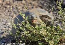 Flora und Fauna der Sonora Wüste - Kalifornische Gopherschildkröte, Saguaro National Park.JPG