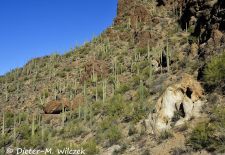 Flora und Fauna der Sonora Wüste - Saguaro Kakteen, Gates Pass Road.JPG