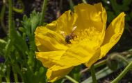 Fluginsekten, Neuflügler - Hautflügler  Honigbiene_Apis_Honeybee 11.JPG