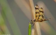 Fluginsekten, Neuflügler - Libellen  Segellibelle 04.JPG