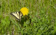 Fluginsekten, Neuflügler - Schmetterlinge  Westlicher Tigerschwalbenschwanz_Papilio canadensis_Canadian Tiger Swallowtail 01.JPG