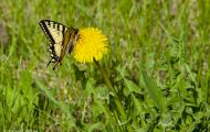 Fluginsekten, Neuflügler - Schmetterlinge  Westlicher Tigerschwalbenschwanz_Papilio canadensis_Canadian Tiger Swallowtail 02.JPG